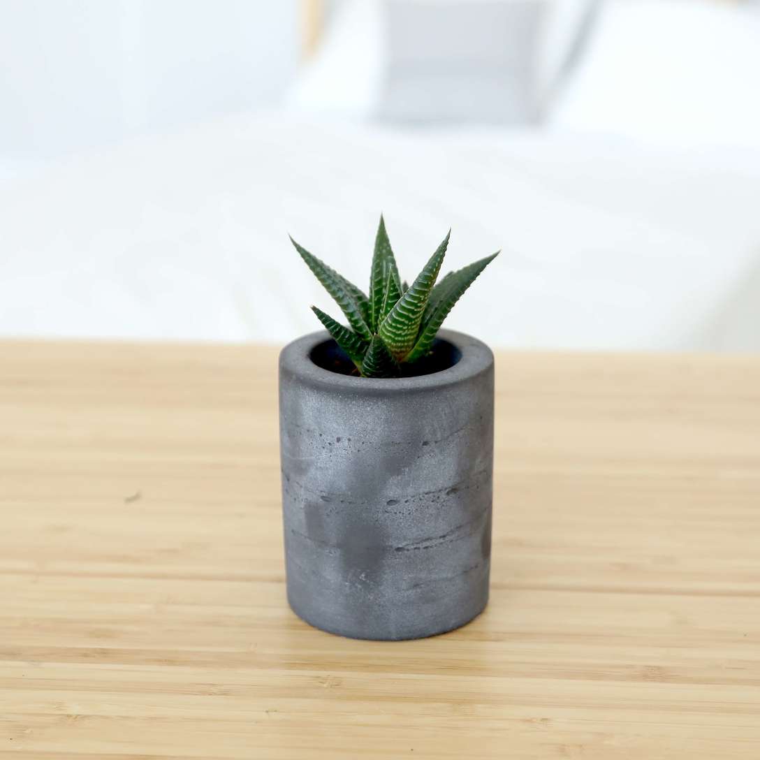 Суккулент в бетонном кашпо