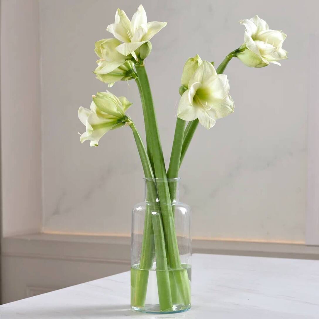 Букет из белых амариллисов  в вазе