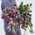 Фермерские космические тюльпаны фиолетовые (51 шт)