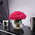 Букет из 25 роз "Pink Floyd" в вазе сфера