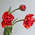 Фермерские тюльпаны красные (25 шт)