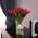 Букет из 25 тюльпанов "Red" в вазе