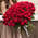 Букет из 101 розы "Red Piano"