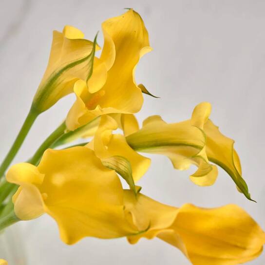 Букет из желтых калл в вазе Фото 2