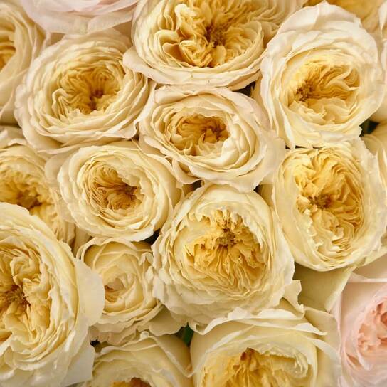 Кремовый микс из садовых роз в вазе