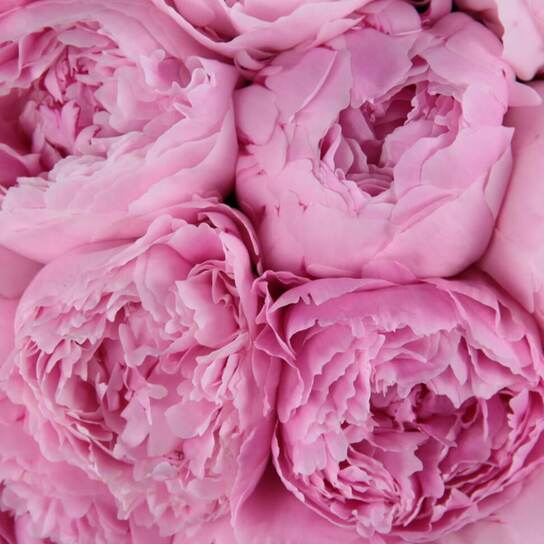 Шляпная коробка Grand "Пионы Sarah Bernhardt" WHITE