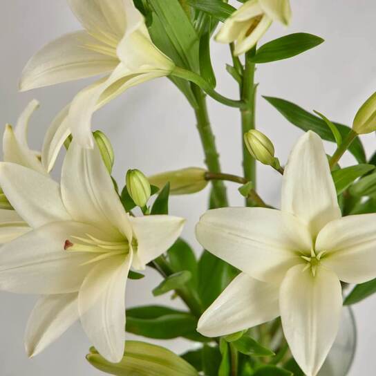 Букет из 7 белых лилий в вазе Фото 3