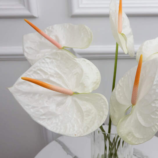 Букет из белого антуриума в вазе Фото 3