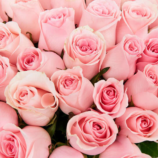 Букет из 51 розы "Pink Kenya"