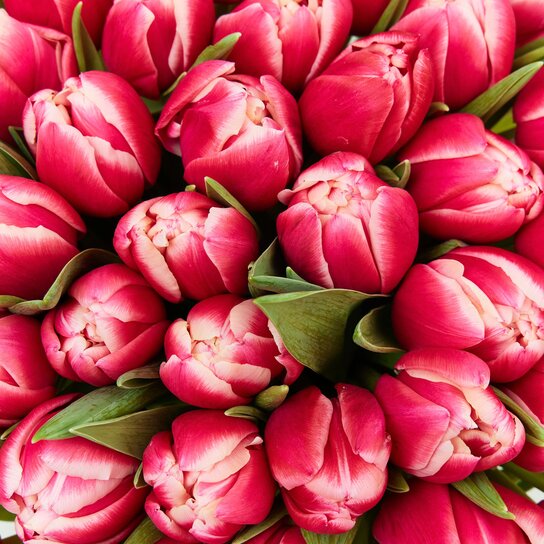 Букет из 51 малиновых тюльпанов "Columbus" Фото 3