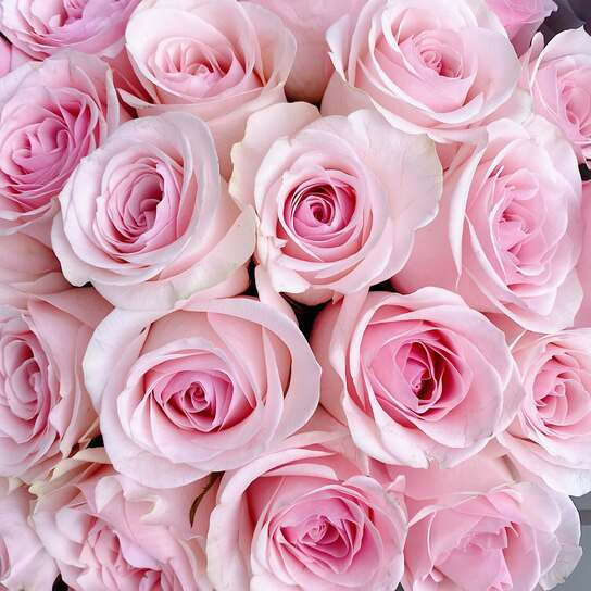 Букет из 25 роз "Senorita"