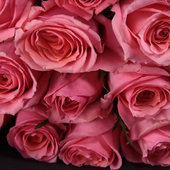 Букет из 21 розы "Pink Kenya" BLVCK Фото 3