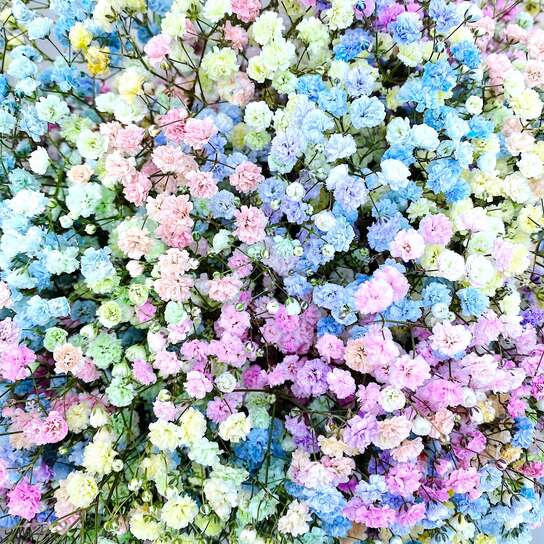 Букет Гипсофила Радужная