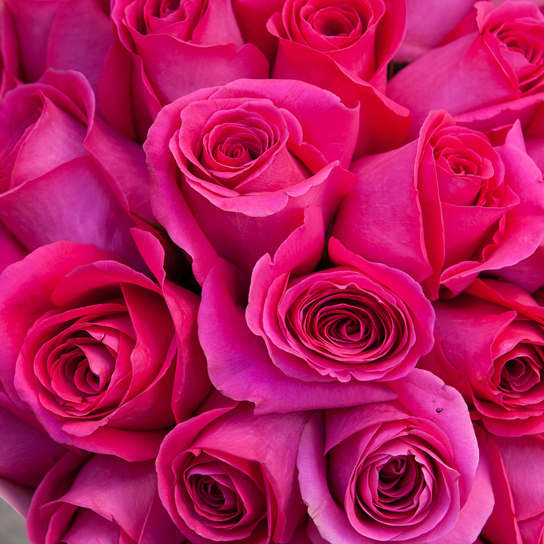 Букет 25 роз "Pink Floyd" PINK