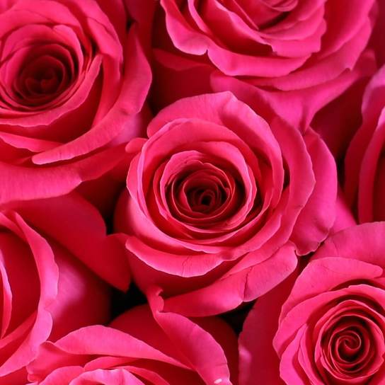 Букет из 25 роз "Pink Floyd" в вазе