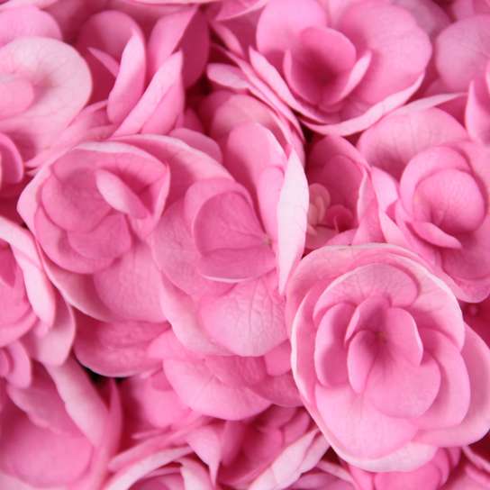Шляпная коробка Grand "Гортензии Pink" WHITE Фото 4