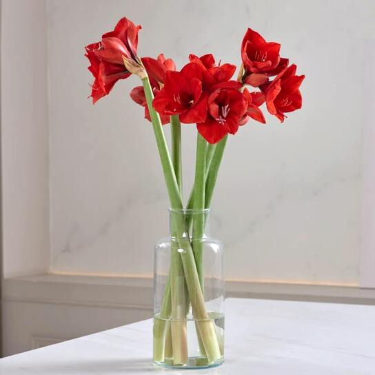 Букет из красных амариллисов в вазе
