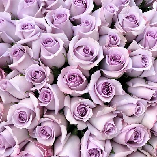 Букет из 101 розы "Purple"