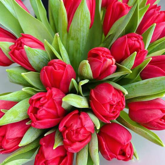 Букет из 25 красных тюльпанов