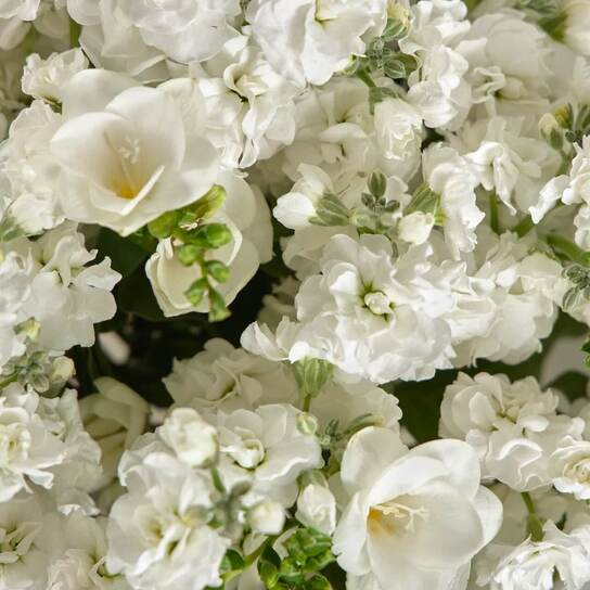 Букет из ароматной маттиолы и фрезии без вазы