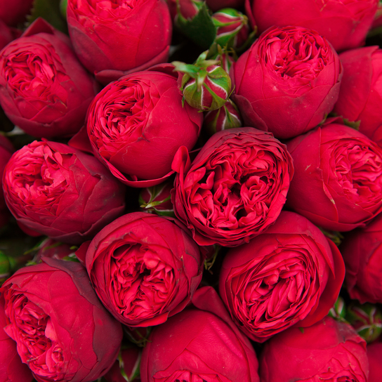 Шляпная коробка Grand "Розы Red Piano" PINK