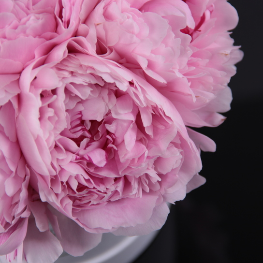 Шляпная коробка Demi "Пионы Sarah Bernhardt" WHITE Фото 3