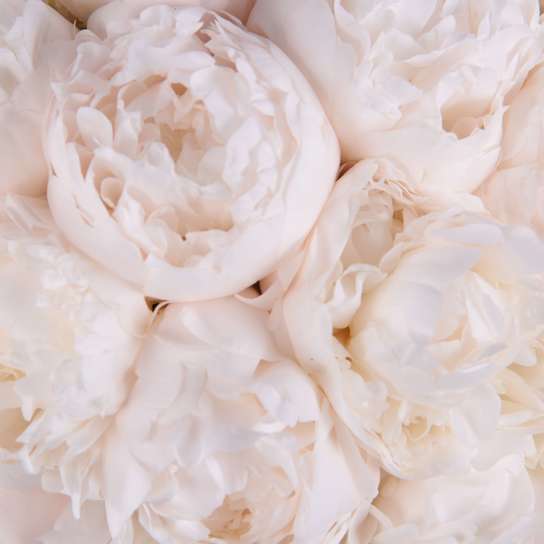 Шляпная коробка Demi "Пионы Madame Claude Tain" WHITE