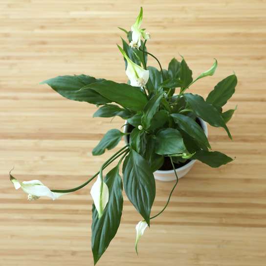 Спатифиллум Шопен Фото 2