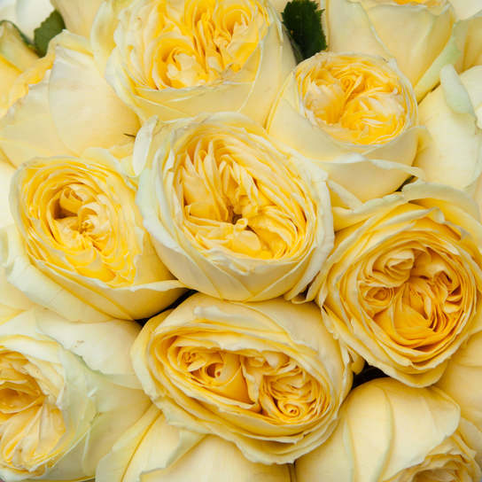 Шляпная коробка Grand "Розы Catalina" WHITE