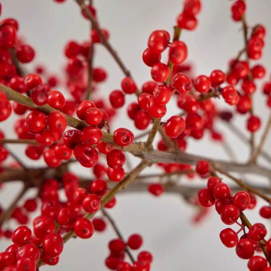 Букет из красного илекса в вазе