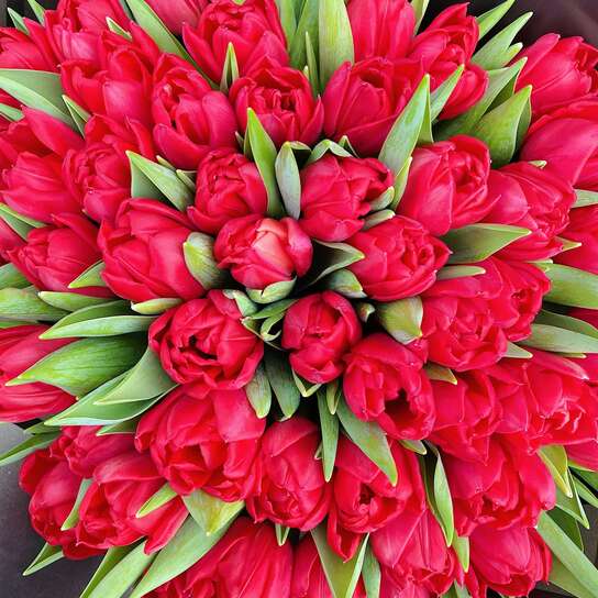 Букет из 49 красного тюльпана
