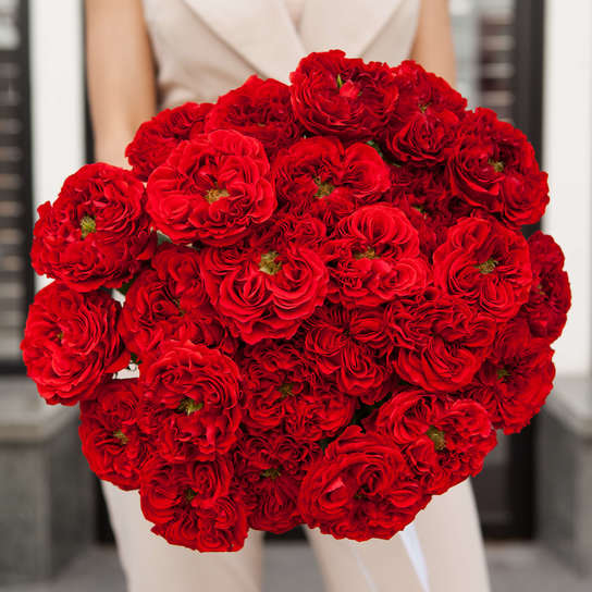 Букет из 25 роз "Red Monster"