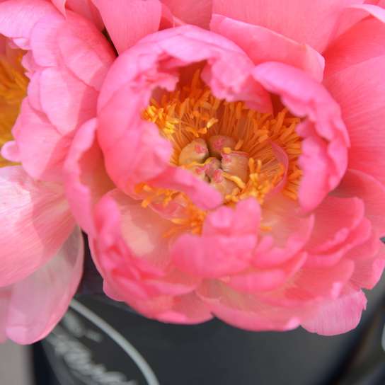 Шляпная коробка Grand "Coral Сharm" BLVCK