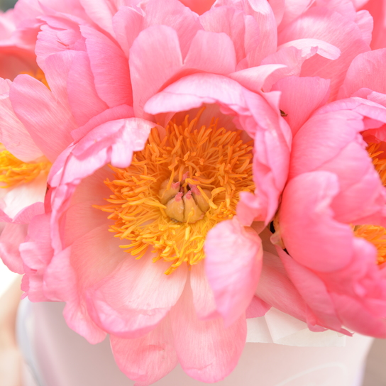 Шляпная коробка Grand "Coral Сharm" PINK