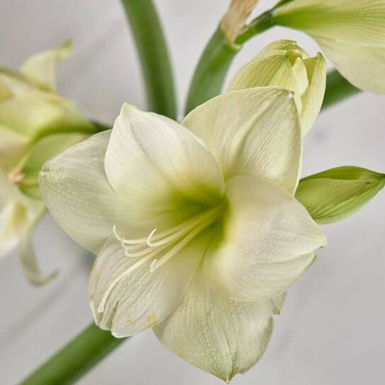 Букет из белых амариллисов  в вазе