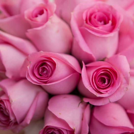 Шляпная коробка Demi "Розы Кения Cherry" GREEN