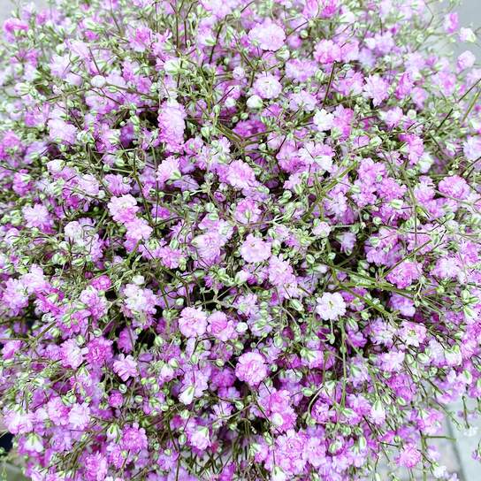 Букет Гипсофила в шляпной коробке Petit PINK