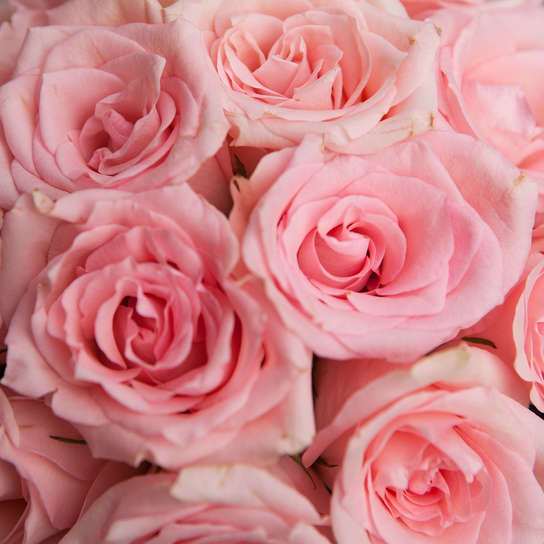 Шляпная коробка Demi "Розы Кения Pink" BLVCK