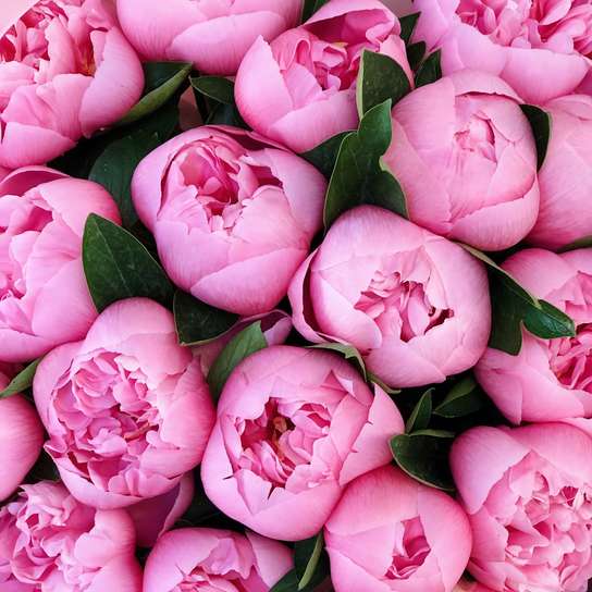 Букет из 25 пионов "Salmon" Фото 3