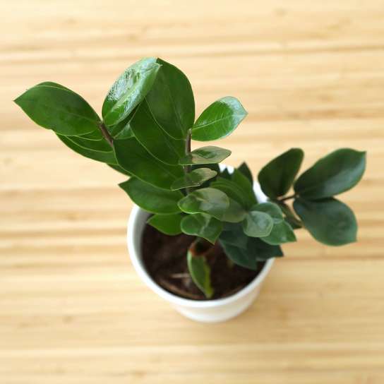 Замиокулкас Фото 2