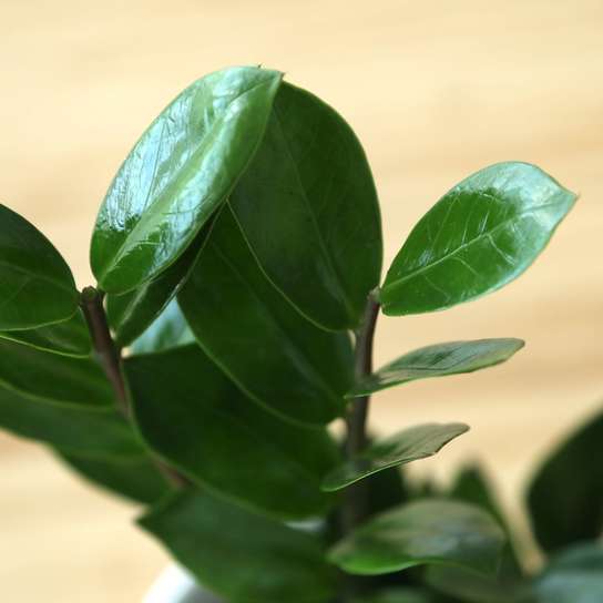 Замиокулкас Фото 3