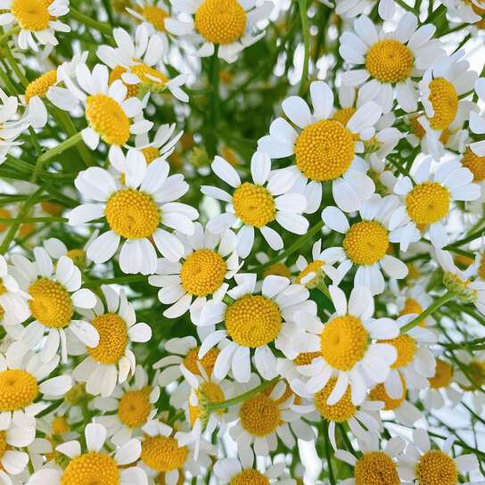 Букет из кустовой ромашки в вазе