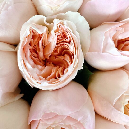 Букет из 51 пионовидной розы "Austin Juliet" Фото 4