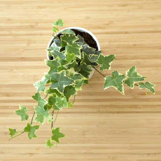 Хедера Хеликс (плющ)