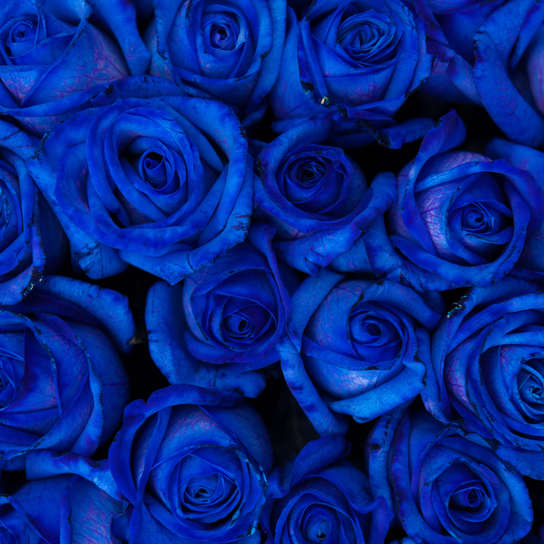 Букет из 101-й синей розы