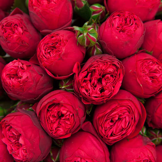 Букет из 25 роз "Red Piano"