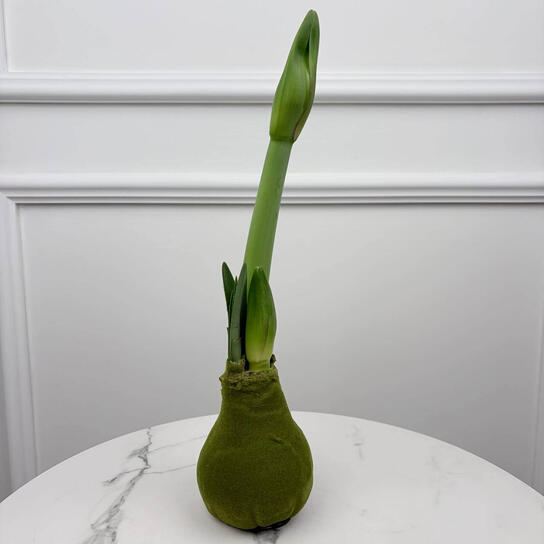 Луковица красного амариллиса в воске Фото 4