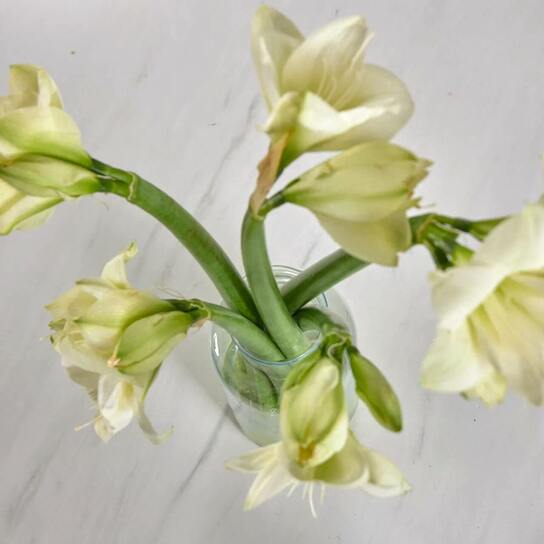 Букет из белых амариллисов  в вазе