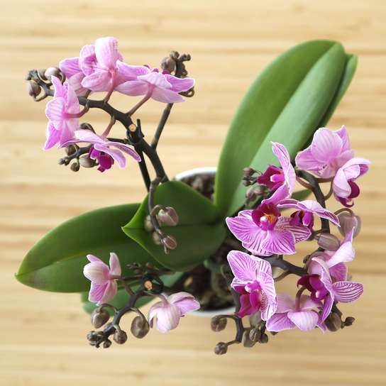 Орхидея "Фаленопсис Романтик"