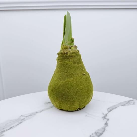 Луковица красного амариллиса в воске